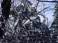 Winter Wonderland 3